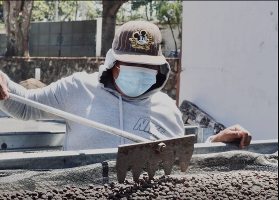 Coffee worker tending a drying bed at El Borbollón